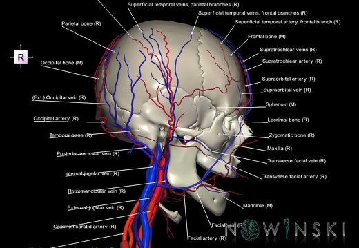 G3.T17.2-18.2-22.1.V4.C2.L1.Extracranial arteries–Extracranial veins–Skull