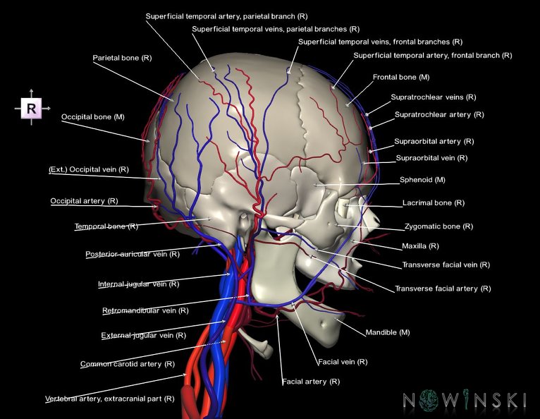 G3.T17.2-18.2-22.1.V4.C2.L1.Extracranial_arteries–Extracranial_veins–Skull.tiff