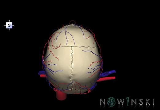 G3.T17.2-18.2-22.1.V5.C1.L0.Extracranial arteries–Extracranial veins–Skull