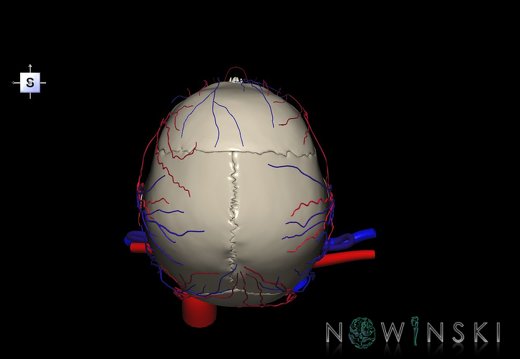 G3.T17.2-18.2-22.1.V5.C2.L0.Extracranial arteries–Extracranial veins–Skull