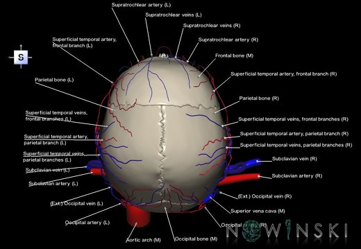 G3.T17.2-18.2-22.1.V5.C2.L1.Extracranial arteries–Extracranial veins–Skull