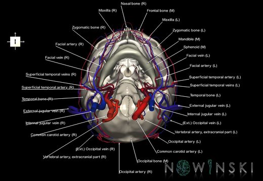 G3.T17.2-18.2-22.1.V6.C2.L1.Extracranial arteries–Extracranial veins–Skull