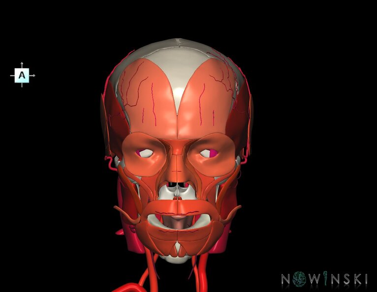 G3.T17.2-20.1-22.1.V1.C2.L0.Extracranial_arteries–Head_muscles–Skull.tiff