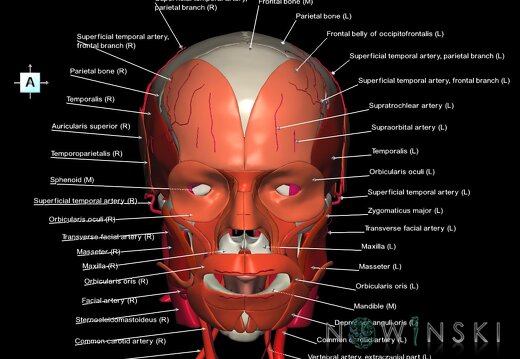 G3.T17.2-20.1-22.1.V1.C2.L1.Extracranial arteries–Head muscles–Skull