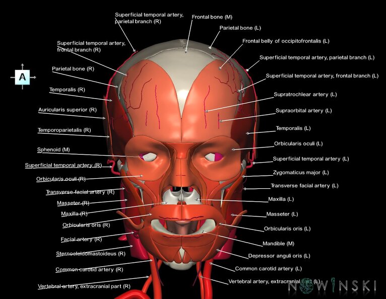 G3.T17.2-20.1-22.1.V1.C2.L1.Extracranial_arteries–Head_muscles–Skull.tiff