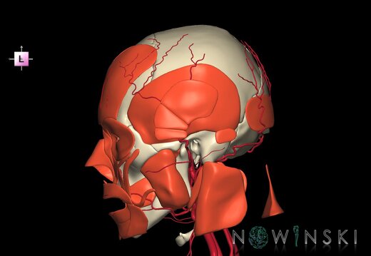 G3.T17.2-20.1-22.1.V2.C1.L0.Extracranial arteries–Head muscles–Skull