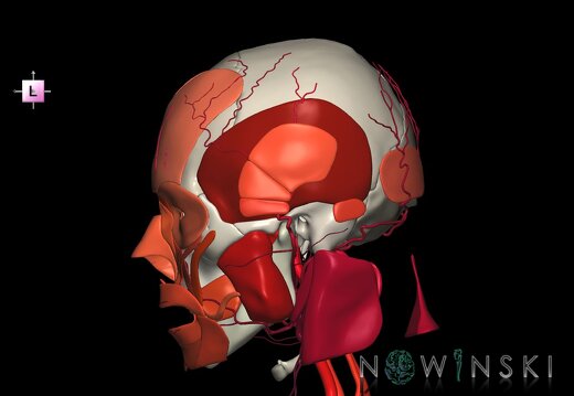 G3.T17.2-20.1-22.1.V2.C2.L0.Extracranial arteries–Head muscles–Skull