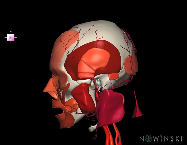 G3.T17.2-20.1-22.1.V2.C2.L0.Extracranial_arteries–Head_muscles–Skull.tiff