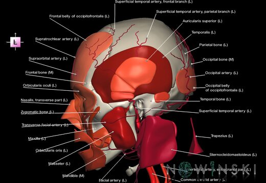 G3.T17.2-20.1-22.1.V2.C2.L1.Extracranial arteries–Head muscles–Skull