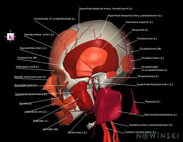 G3.T17.2-20.1-22.1.V2.C2.L1.Extracranial_arteries–Head_muscles–Skull.tiff