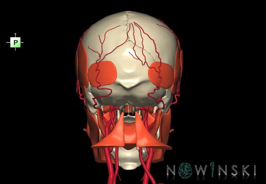 G3.T17.2-20.1-22.1.V3.C1.L0.Extracranial arteries–Head muscles–Skull