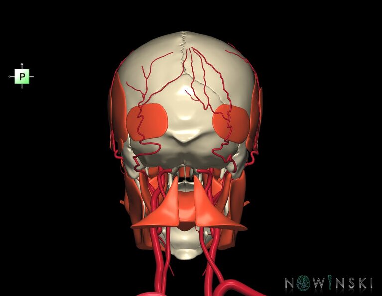 G3.T17.2-20.1-22.1.V3.C1.L0.Extracranial_arteries–Head_muscles–Skull.tiff