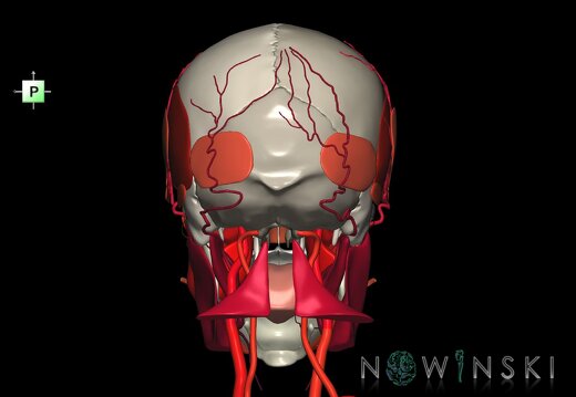 G3.T17.2-20.1-22.1.V3.C2.L0.Extracranial arteries–Head muscles–Skull