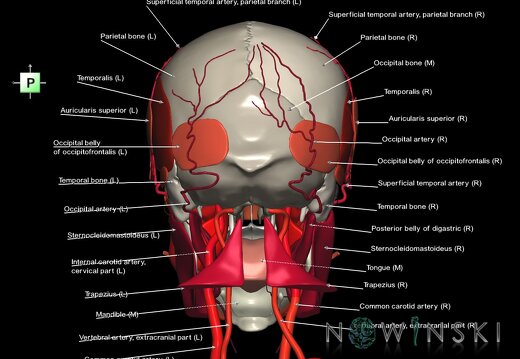 G3.T17.2-20.1-22.1.V3.C2.L1.Extracranial arteries–Head muscles–Skull