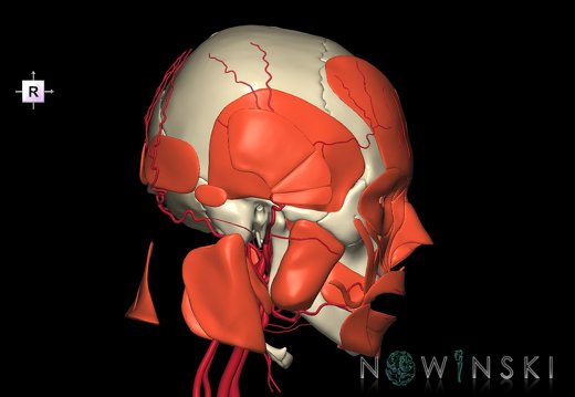 G3.T17.2-20.1-22.1.V4.C1.L0.Extracranial arteries–Head muscles–Skull