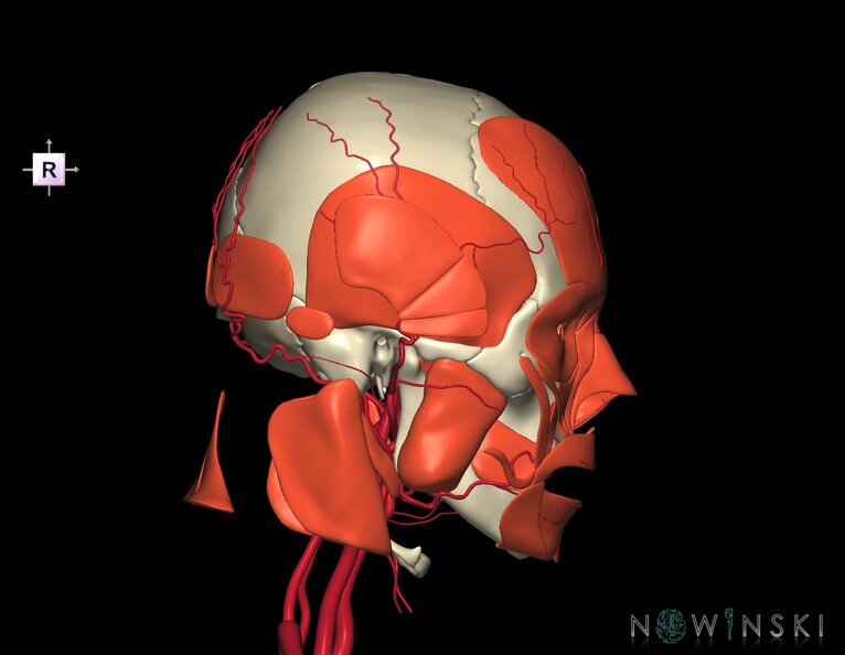 G3.T17.2-20.1-22.1.V4.C1.L0.Extracranial_arteries–Head_muscles–Skull.tiff