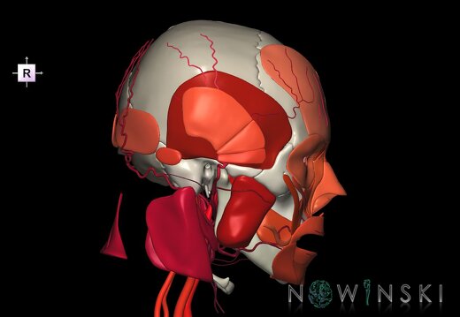 G3.T17.2-20.1-22.1.V4.C2.L0.Extracranial arteries–Head muscles–Skull