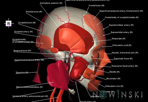 G3.T17.2-20.1-22.1.V4.C2.L1.Extracranial arteries–Head muscles–Skull
