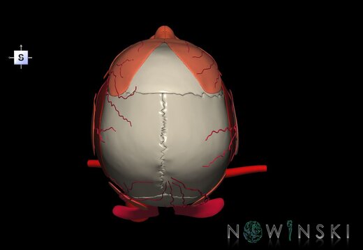 G3.T17.2-20.1-22.1.V5.C2.L0.Extracranial arteries–Head muscles–Skull