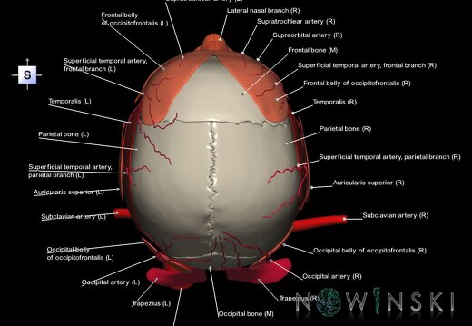 G3.T17.2-20.1-22.1.V5.C2.L1.Extracranial arteries–Head muscles–Skull