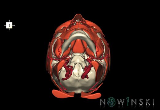 G3.T17.2-20.1-22.1.V6.C1.L0.Extracranial arteries–Head muscles–Skull
