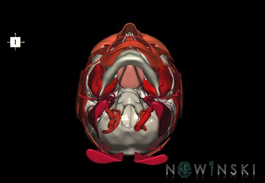G3.T17.2-20.1-22.1.V6.C2.L0.Extracranial arteries–Head muscles–Skull