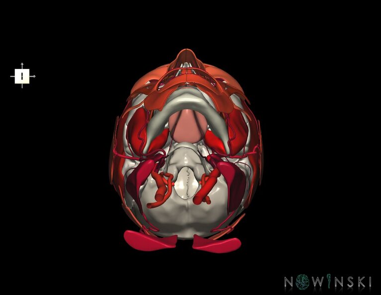 G3.T17.2-20.1-22.1.V6.C2.L0.Extracranial_arteries–Head_muscles–Skull.tiff