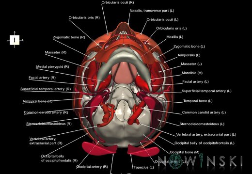 G3.T17.2-20.1-22.1.V6.C2.L1.Extracranial arteries–Head muscles–Skull