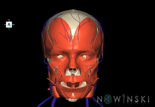 G3.T18.2-20.1-22.1.V1.C1.L0.Extracranial veins–Head muscles–Skull