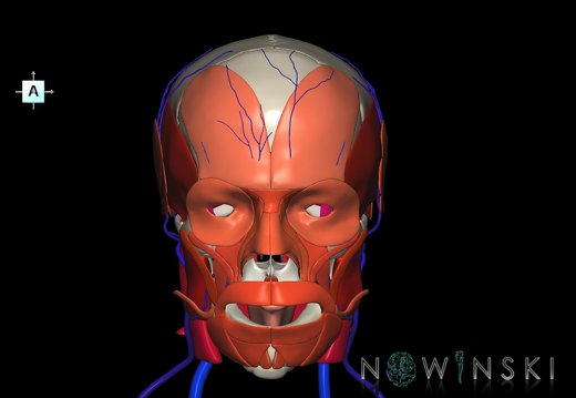 G3.T18.2-20.1-22.1.V1.C2.L0.Extracranial veins–Head muscles–Skull