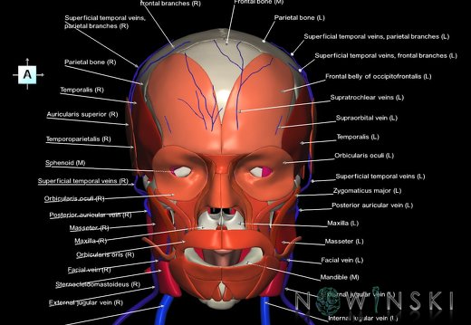 G3.T18.2-20.1-22.1.V1.C2.L1.Extracranial veins–Head muscles–Skull