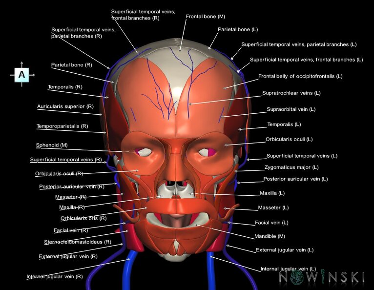 G3.T18.2-20.1-22.1.V1.C2.L1.Extracranial_veins–Head_muscles–Skull.tiff