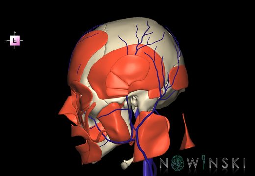 G3.T18.2-20.1-22.1.V2.C1.L0.Extracranial veins–Head muscles–Skull