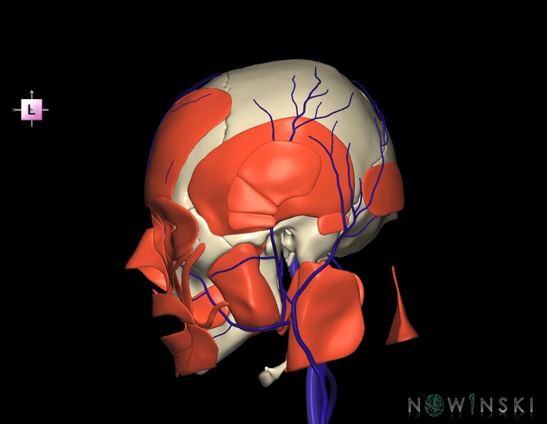 G3.T18.2-20.1-22.1.V2.C1.L0.Extracranial_veins–Head_muscles–Skull.tiff