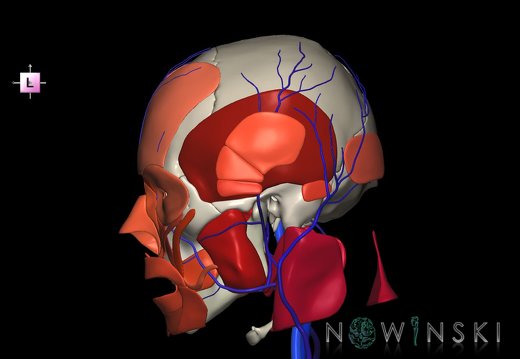 G3.T18.2-20.1-22.1.V2.C2.L0.Extracranial veins–Head muscles–Skull