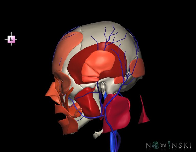 G3.T18.2-20.1-22.1.V2.C2.L0.Extracranial_veins–Head_muscles–Skull.tiff