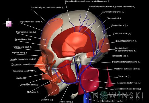 G3.T18.2-20.1-22.1.V2.C2.L1.Extracranial veins–Head muscles–Skull