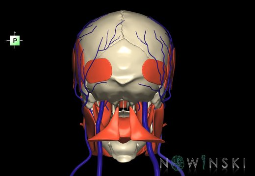 G3.T18.2-20.1-22.1.V3.C1.L0.Extracranial veins–Head muscles–Skull