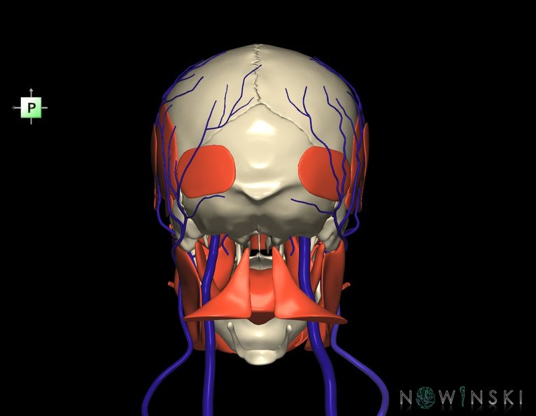 G3.T18.2-20.1-22.1.V3.C1.L0.Extracranial_veins–Head_muscles–Skull.tiff