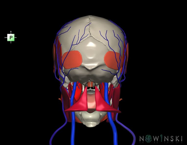 G3.T18.2-20.1-22.1.V3.C2.L0.Extracranial_veins–Head_muscles–Skull.tiff