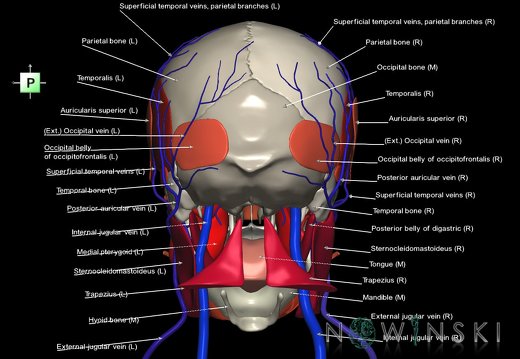 G3.T18.2-20.1-22.1.V3.C2.L1.Extracranial veins–Head muscles–Skull