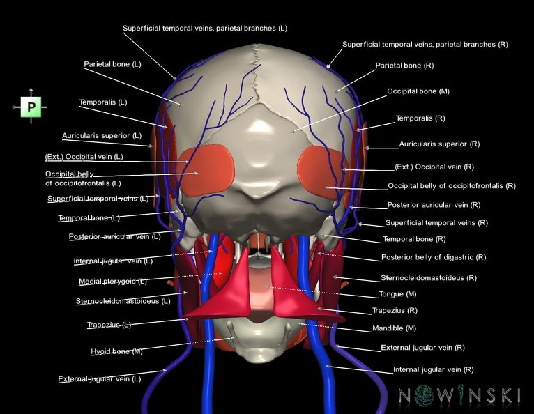 G3.T18.2-20.1-22.1.V3.C2.L1.Extracranial_veins–Head_muscles–Skull.tiff