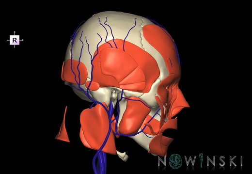 G3.T18.2-20.1-22.1.V4.C1.L0.Extracranial veins–Head muscles–Skull