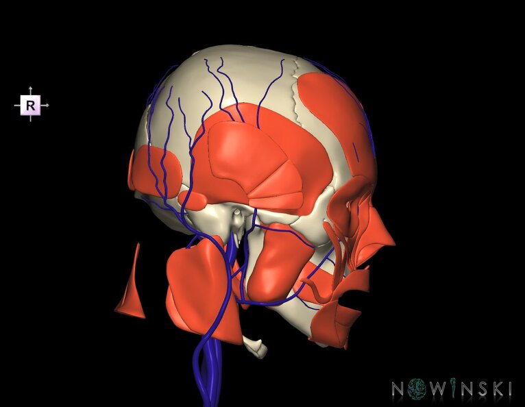 G3.T18.2-20.1-22.1.V4.C1.L0.Extracranial_veins–Head_muscles–Skull.tiff