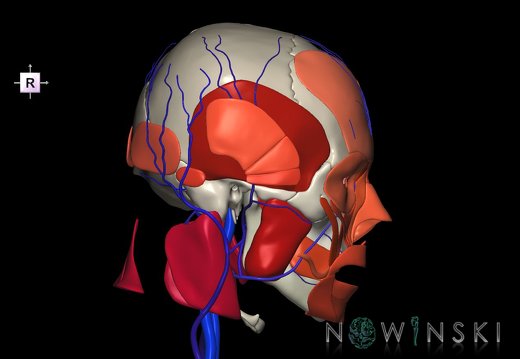 G3.T18.2-20.1-22.1.V4.C2.L0.Extracranial veins–Head muscles–Skull