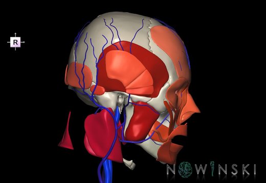 G3.T18.2-20.1-22.1.V4.C2.L0.Extracranial veins–Head muscles–Skull