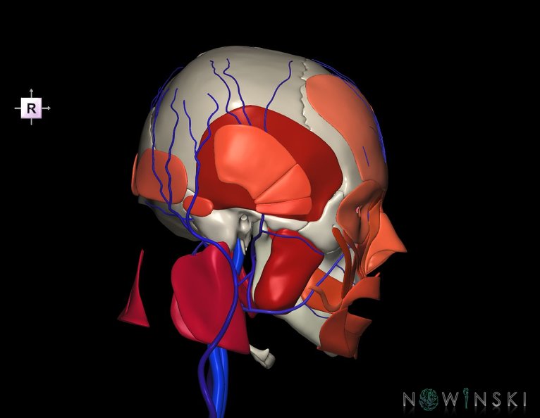 G3.T18.2-20.1-22.1.V4.C2.L0.Extracranial_veins–Head_muscles–Skull.tiff