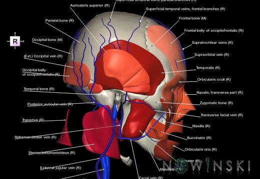 G3.T18.2-20.1-22.1.V4.C2.L1.Extracranial veins–Head muscles–Skull