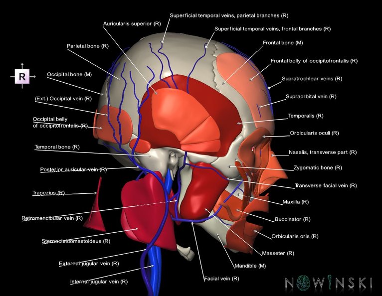 G3.T18.2-20.1-22.1.V4.C2.L1.Extracranial_veins–Head_muscles–Skull.tiff