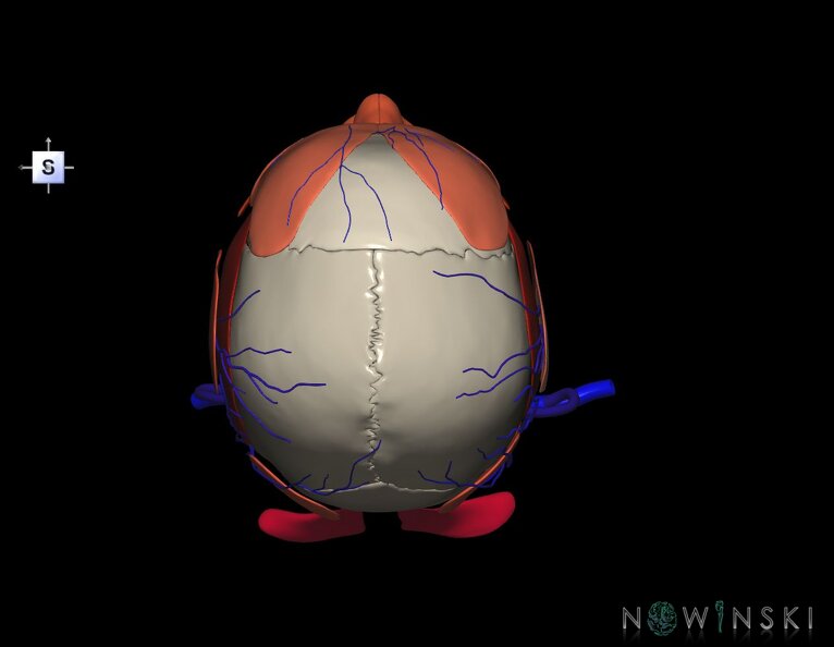 G3.T18.2-20.1-22.1.V5.C2.L0.Extracranial_veins–Head_muscles–Skull.tiff